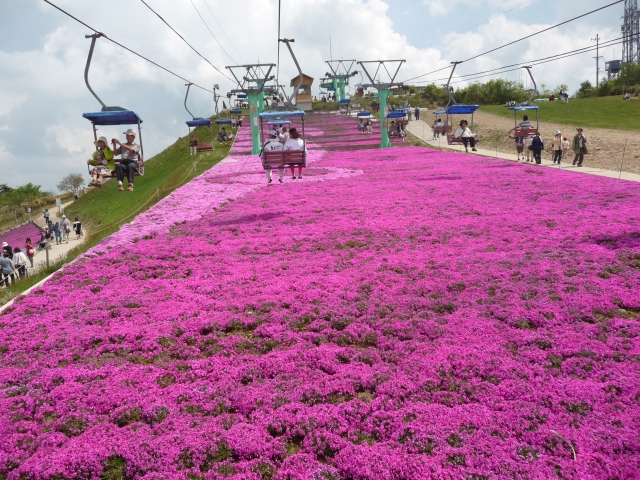 茶臼山高原の芝桜