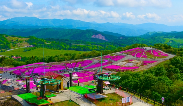 茶臼山高原の芝桜