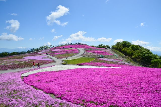 茶臼山高原芝桜