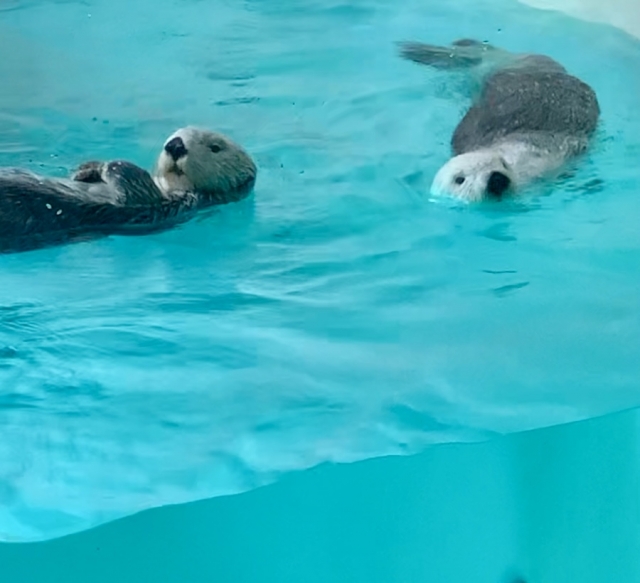 鳥羽水族館