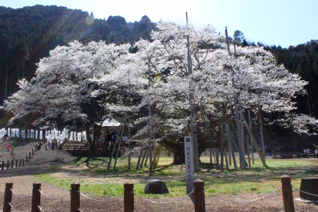 根尾谷淡墨桜