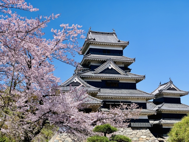 松本城と桜