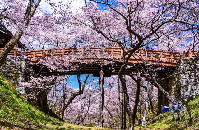 高遠城址公園の桜