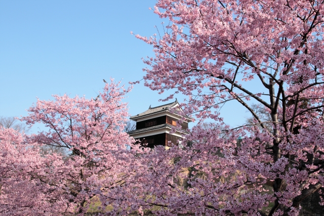 上田城と桜