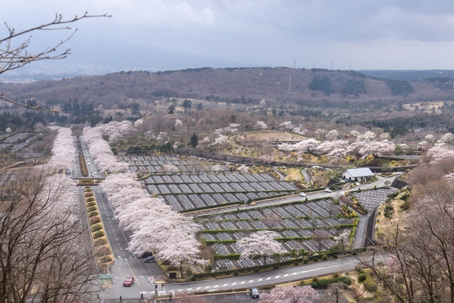 富士霊園の桜