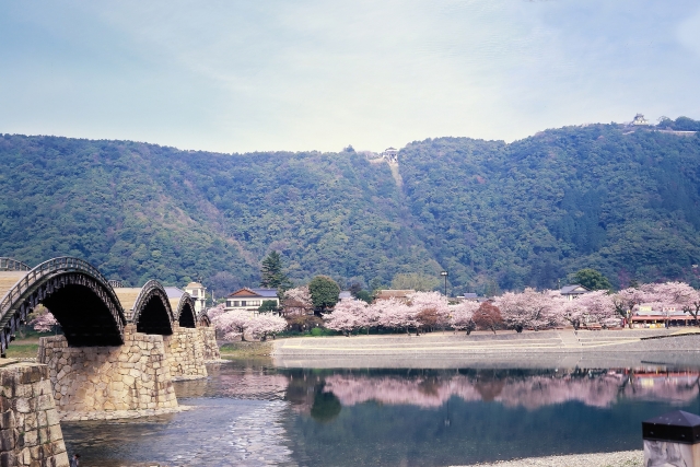 錦帯橋と桜