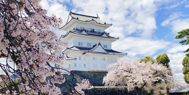 小田原城天守閣と桜