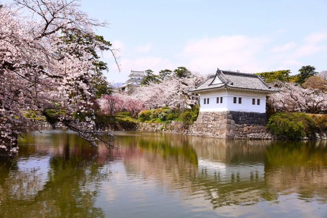 小田原城のお堀と桜