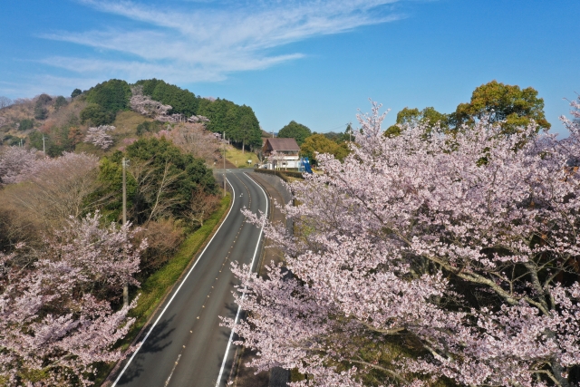冨士山公園の桜