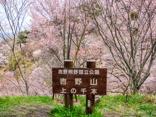 吉野山上の千本桜