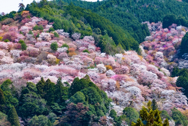吉野山の桜