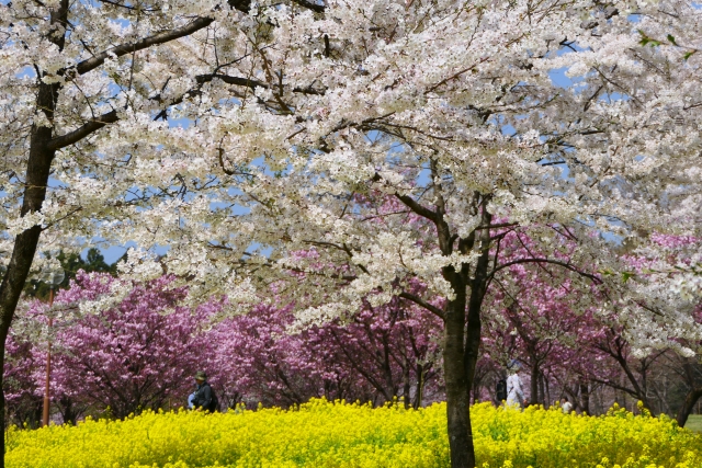 赤城南面千本桜