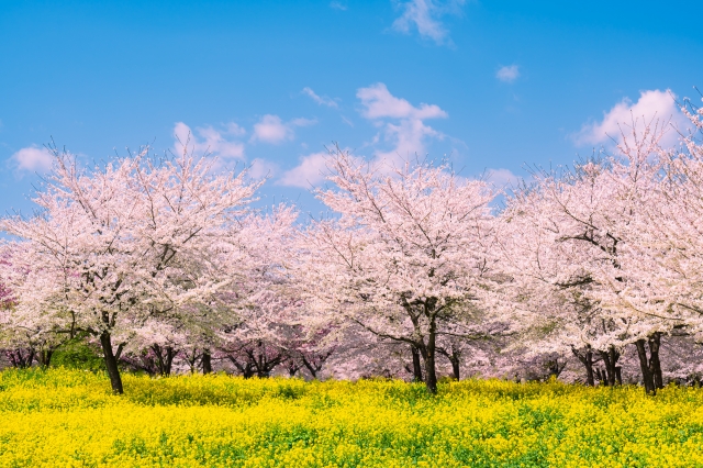 赤木南面千本桜