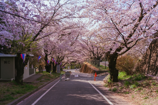 赤木南面千本桜