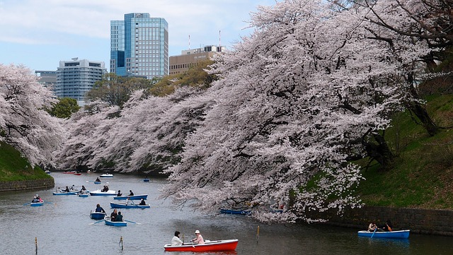 千鳥ヶ淵の桜