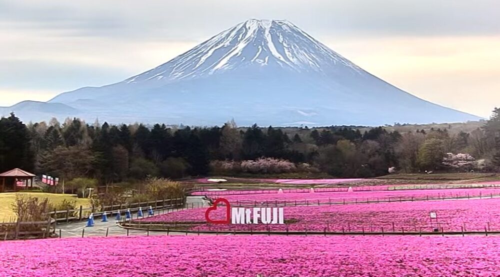 富士芝桜まつり
