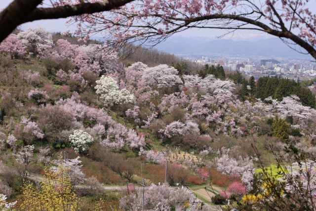 花見山公園の桜