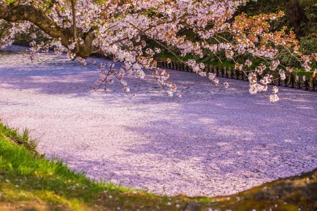 弘前公園の桜の花筏(はないかだ)