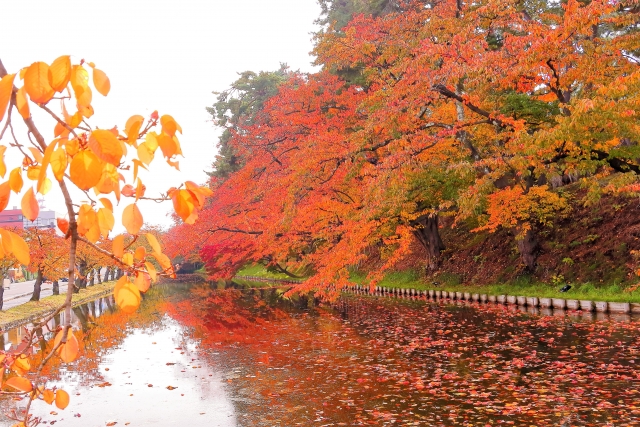弘前公園の外濠の紅葉