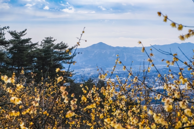 宝登山の蝋梅