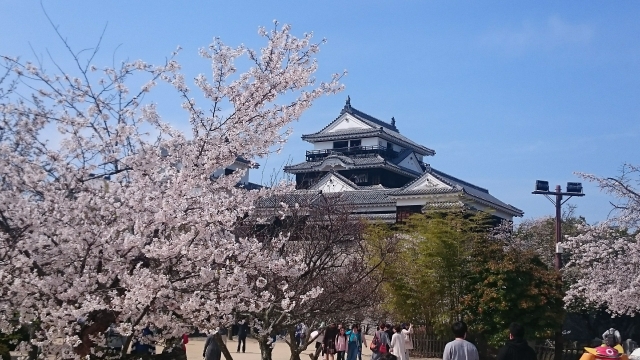 松山城と桜