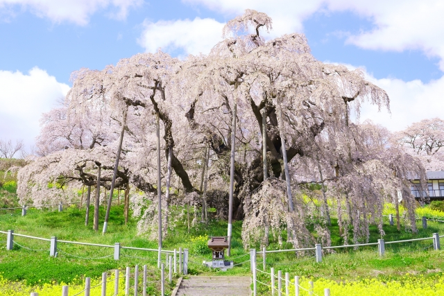 三春滝桜
