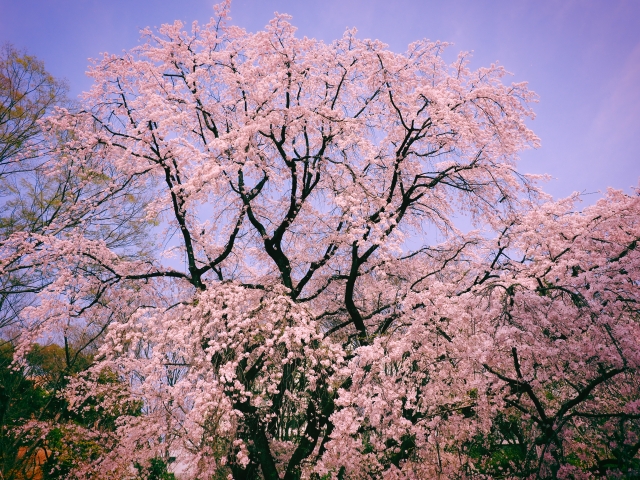 六義園の枝垂れ桜