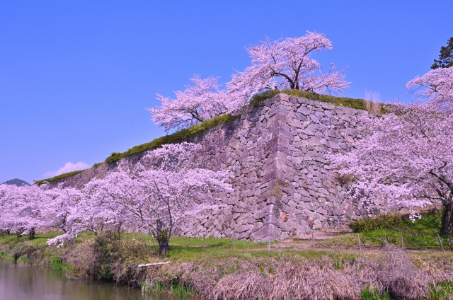 篠山城跡の石垣と桜