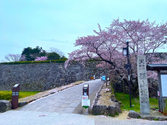 篠山城跡と桜