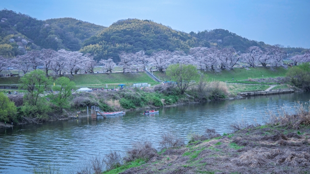 背割提の桜と宇治川