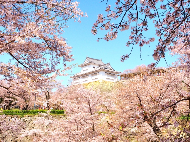 津山城と桜