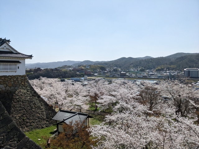 津山城と満開の桜