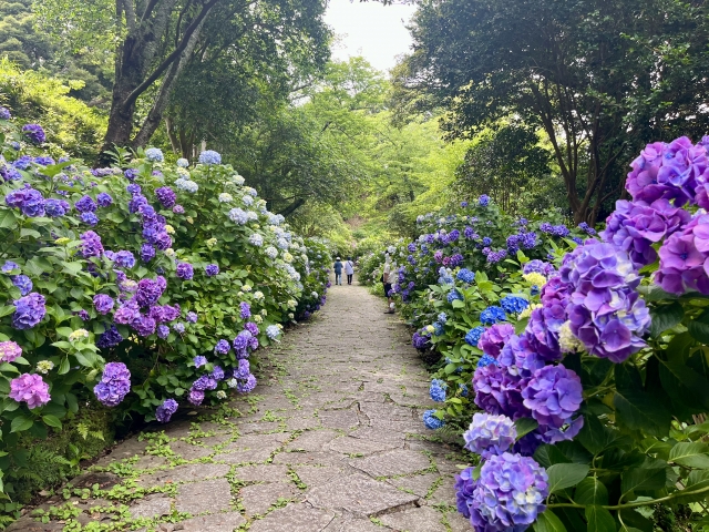 伊豆下田公園あじさい祭り