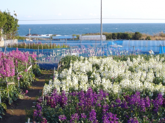 白間津のお花畑
