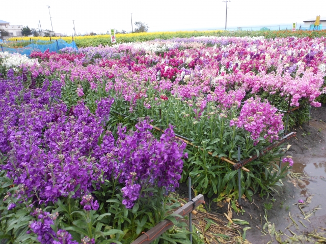 白間津のお花畑