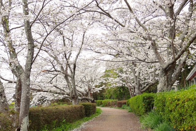 袖ヶ浦公園の桜