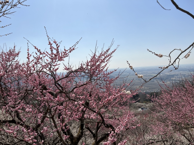 筑波山梅林