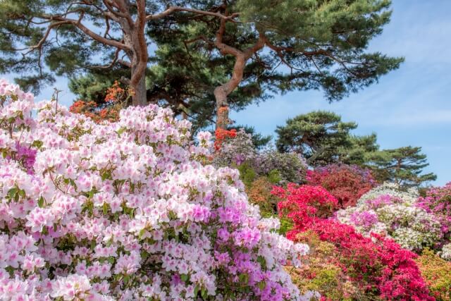 つつじが岡公園