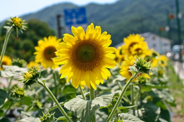 道の駅信州平谷周辺のひまわり