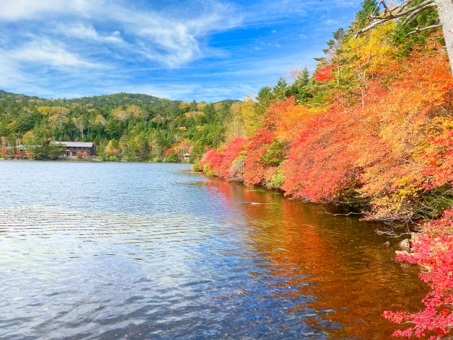 白駒池の紅葉