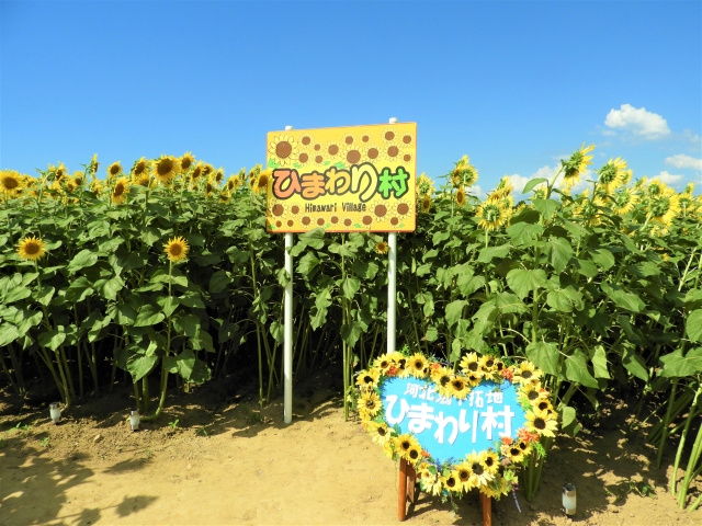 河北潟干拓地ひまわり村
