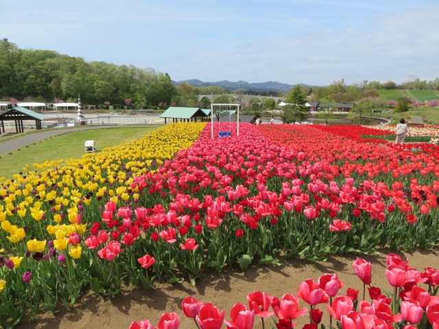 越後丘陵公園のチューリップ