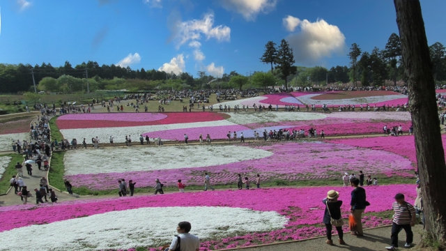 秩父羊山公園芝桜
