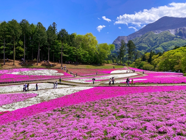 羊山公園の芝桜と武甲山