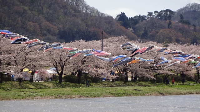 北上展勝地の桜とこいのぼり