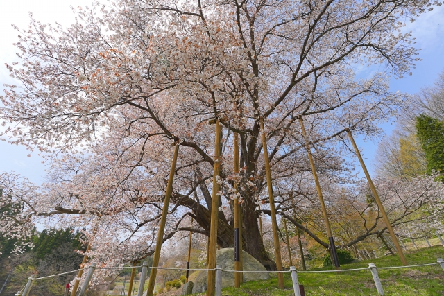 越代の桜
