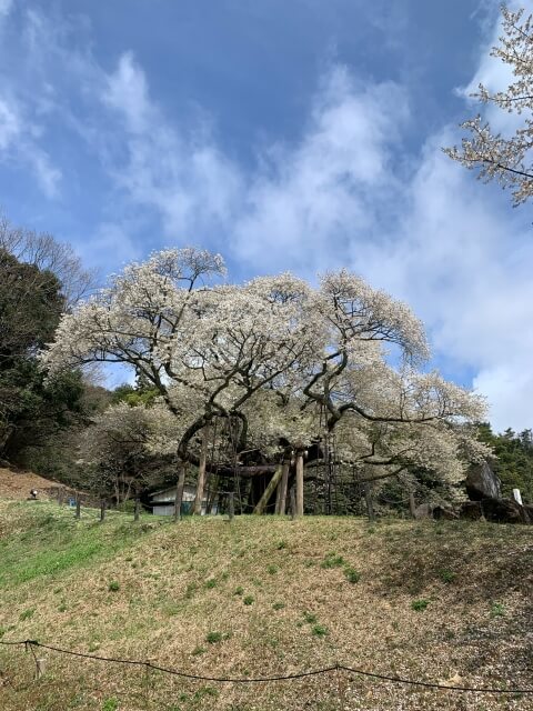 三隅大平桜
