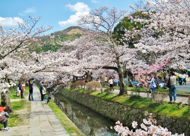 京都哲学の道の桜