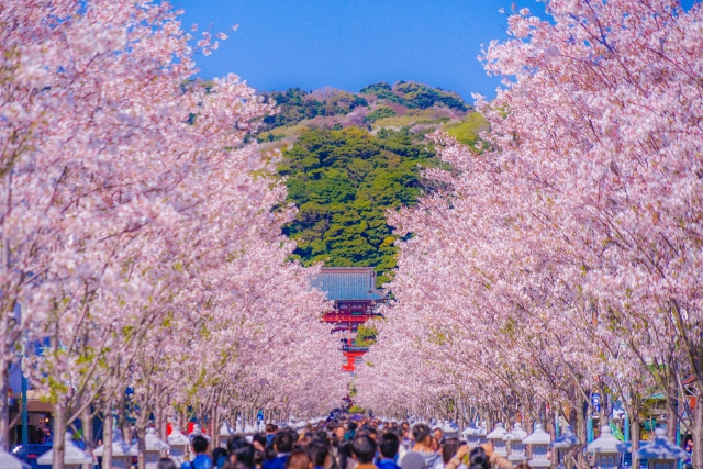 鶴岡八幡宮若宮大路段葛の桜