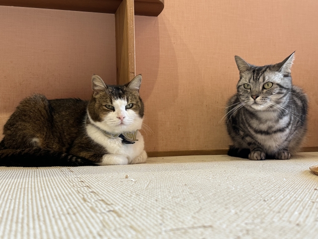 猫カフェ